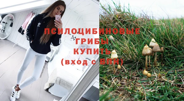 шишки Абаза